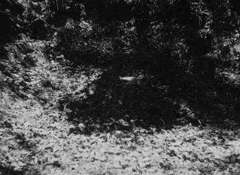 Rashomon screenshot 1