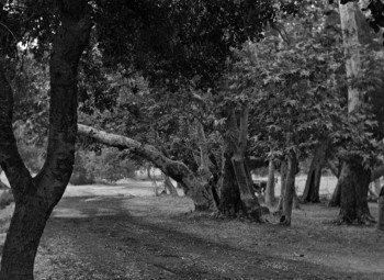 The Spiral Staircase screenshot 1