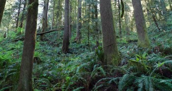 Leave No Trace screenshot 2