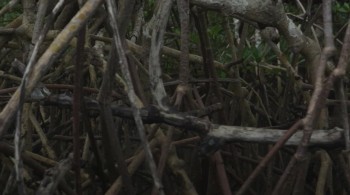 Spell Reel screenshot 1