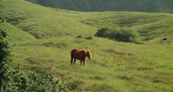 The Born Losers screenshot 1