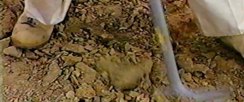 Dinosaur 13 screenshot 3