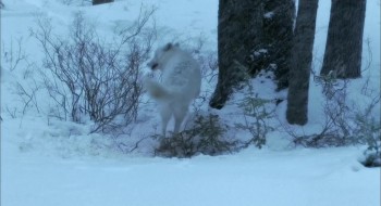 The Hunted screenshot 2