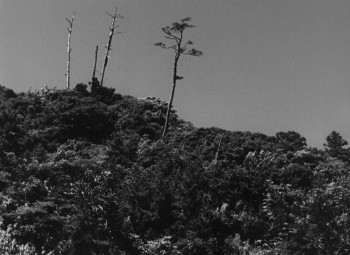 Late Spring screenshot 1