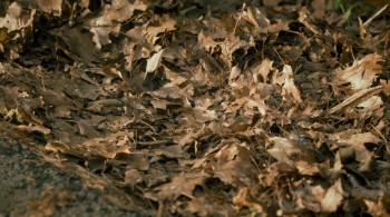 Furry Vengeance screenshot 2