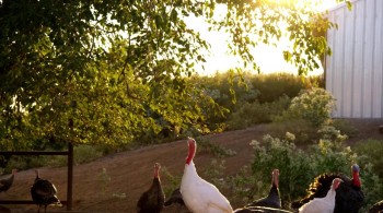 Eating Animals screenshot 1