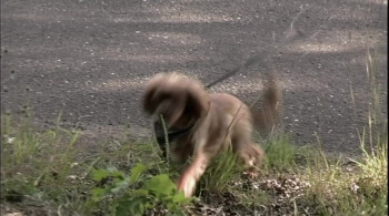 Attack of the Tattie-Bogle screenshot 2