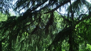 The Kingdom of Dreams and Madness screenshot 1