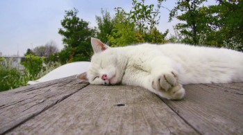 The Kingdom of Dreams and Madness screenshot 3