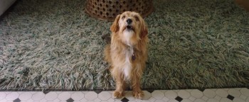 Dog Days screenshot 1