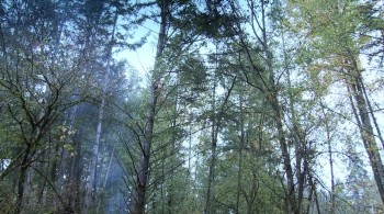 Swamp Freak screenshot 1