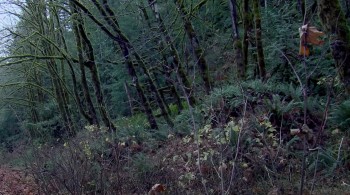 Swamp Freak screenshot 3