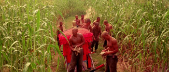 Red Sorghum screenshot 1