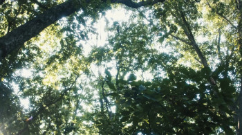 Arbor Demon screenshot 2