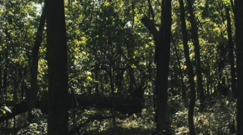 Arbor Demon screenshot 3