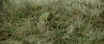 The Bear screenshot 1