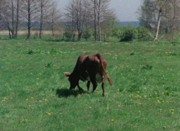 Fårö Document 1979 screenshot 1