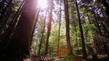 Ronnie Coleman: The King screenshot 1